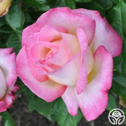 California Dreamin'™ -HEIRLOOM ROSES Sales california dreamin 3 1 1