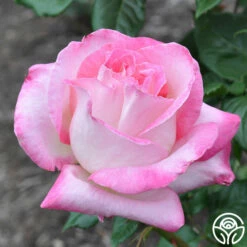 California Dreamin'™ -HEIRLOOM ROSES Sales california dreamin 5 1