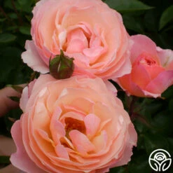 Calypso -HEIRLOOM ROSES Sales calypso 2
