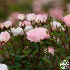 Calypso -HEIRLOOM ROSES Sales calypso 4