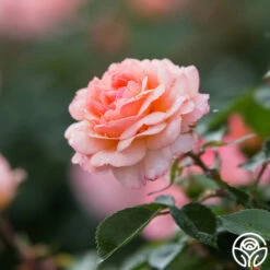 Calypso -HEIRLOOM ROSES Sales calypso 7