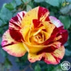 Camille Pissarro® -HEIRLOOM ROSES Sales camille pissarro