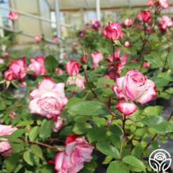 Candy Cane Cocktail™ -HEIRLOOM ROSES Sales candycane cocktail 11