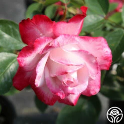 Candy Cane Cocktail™ -HEIRLOOM ROSES Sales candycane cocktail 3