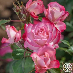 Candy Cane Cocktail™ -HEIRLOOM ROSES Sales candycane cocktail 4