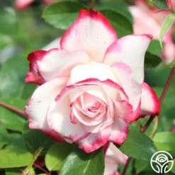 Candy Cane Cocktail™ -HEIRLOOM ROSES Sales candycane cocktail 8