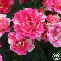 Candy Land 12 Candy Land -HEIRLOOM ROSES Sales candyland 2