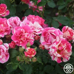 Candy Land 11 Candy Land -HEIRLOOM ROSES Sales candyland 5