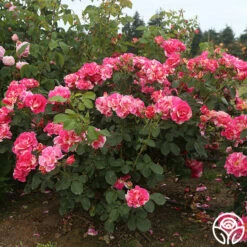 Candy Land 13 Candy Land -HEIRLOOM ROSES Sales candyland 7 1