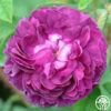 Capitaine John Ingram -HEIRLOOM ROSES Sales capitaine john ingram 1 1 1