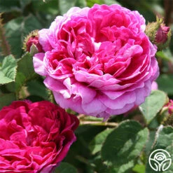 Capitaine John Ingram -HEIRLOOM ROSES Sales capitaine john ingram 2 6