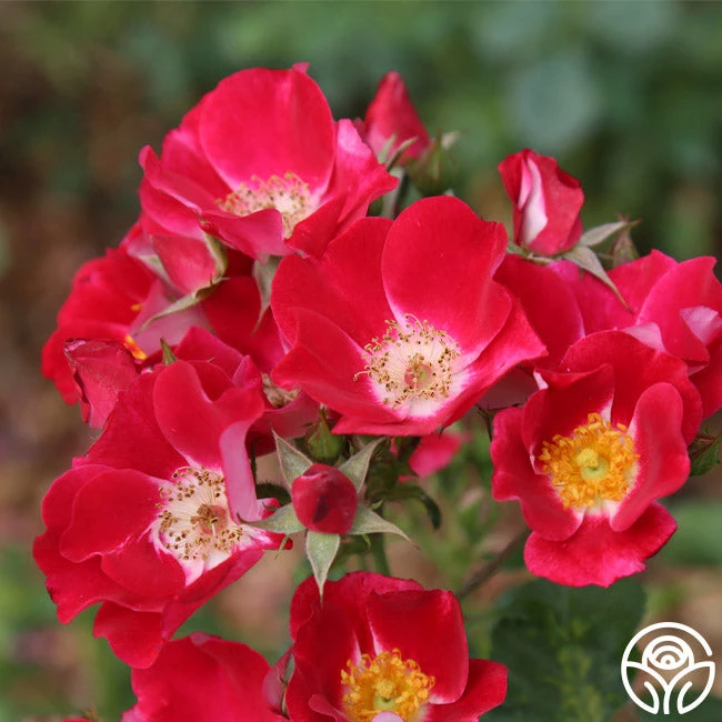 Carefree Spirit 4 Carefree Spirit - Image 2