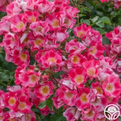 Carefree Spirit 8 Carefree Spirit -HEIRLOOM ROSES Sales carefree spirit 3 1