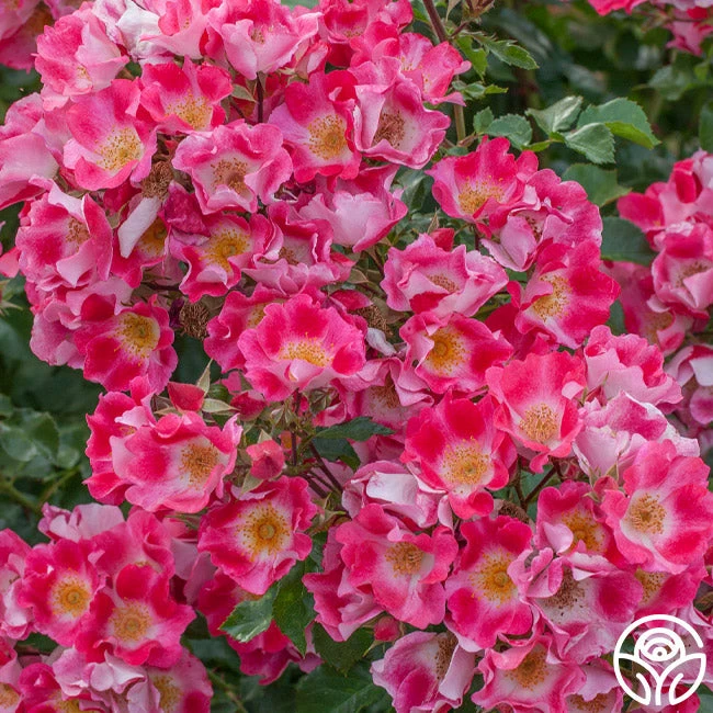 Carefree Spirit 5 Carefree Spirit - Image 3