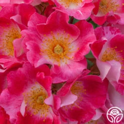 Carefree Spirit 9 Carefree Spirit -HEIRLOOM ROSES Sales carefree spirit 4