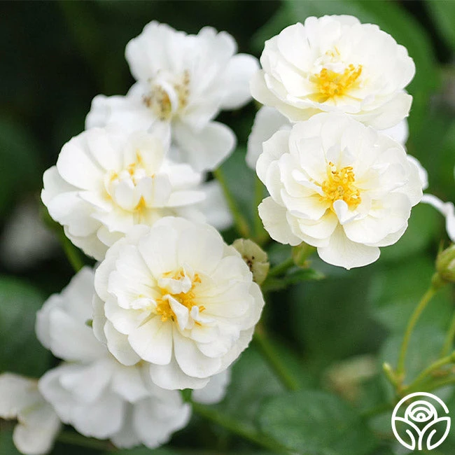 Cassie 4 Cassie - Image 2