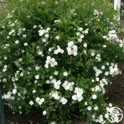 Cassie 15 Cassie -HEIRLOOM ROSES Sales cassie 2 1