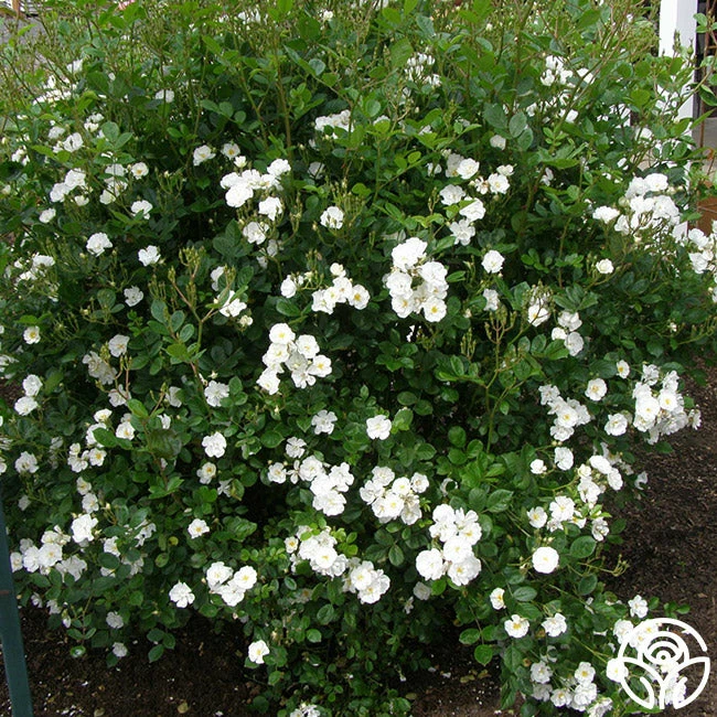 Cassie 9 Cassie - Image 7