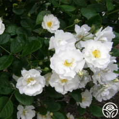 Cassie 14 Cassie -HEIRLOOM ROSES Sales cassie 3 2