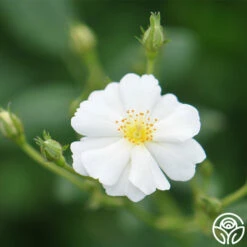 Cassie 13 Cassie -HEIRLOOM ROSES Sales cassie 5 2