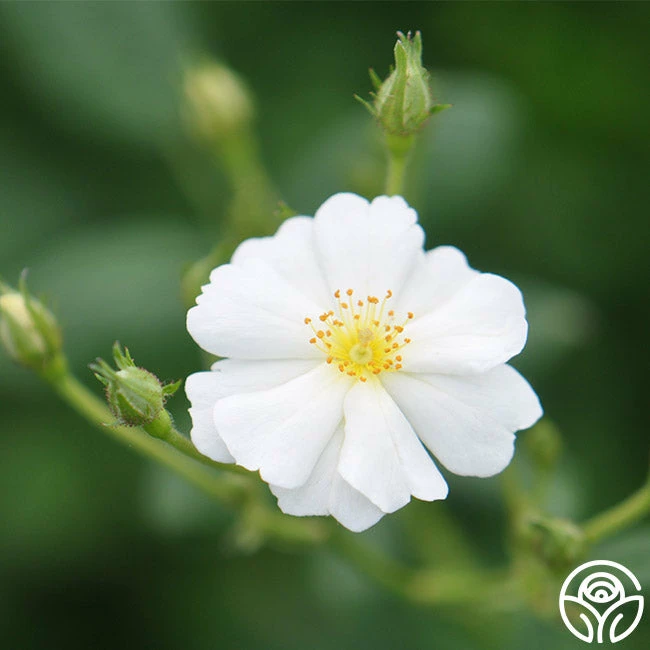 Cassie 7 Cassie - Image 5