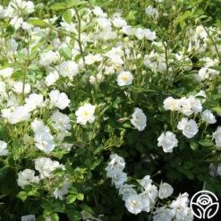 Cassie 12 Cassie -HEIRLOOM ROSES Sales cassie 6 2