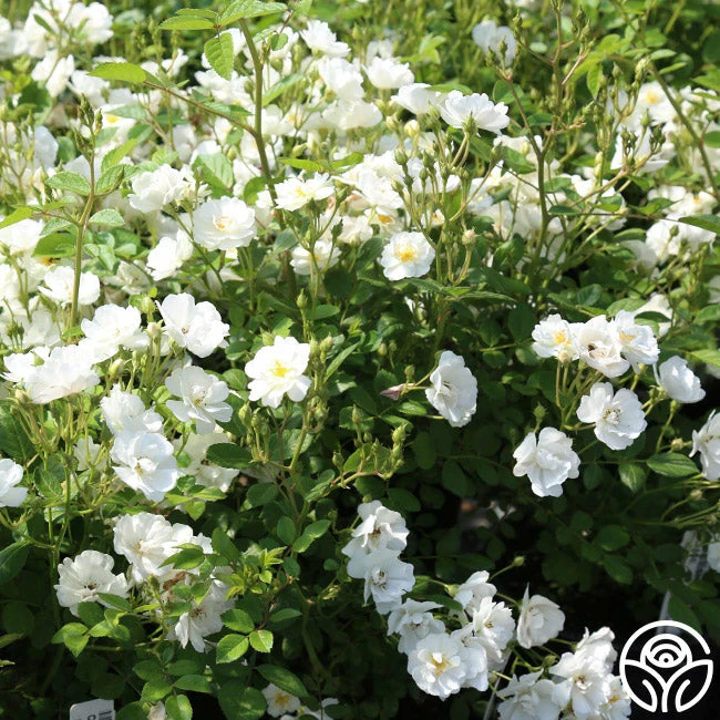 Cassie 6 Cassie - Image 4