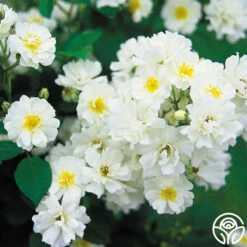 Cassie 11 Cassie -HEIRLOOM ROSES Sales cassie 7