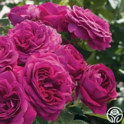 Celestial Night™ -HEIRLOOM ROSES Sales celestial night 3