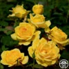 Ch-Ching! 2 Ch-Ching! -HEIRLOOM ROSES Sales ch ching 1 8