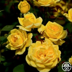 Ch-Ching! -HEIRLOOM ROSES Sales ch ching 2 8