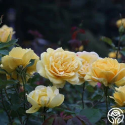 Ch-Ching! -HEIRLOOM ROSES Sales ch ching 3 8