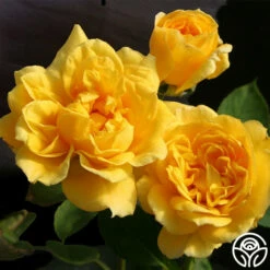 Ch-Ching! -HEIRLOOM ROSES Sales ch ching 63