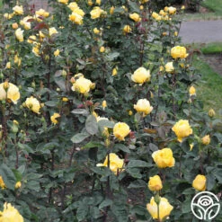 Ch-Ching! -HEIRLOOM ROSES Sales ch ching 7