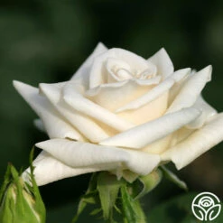 Champagne -HEIRLOOM ROSES Sales champagne 3 2 1