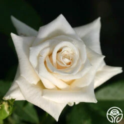 Champagne -HEIRLOOM ROSES Sales champagne 4 5