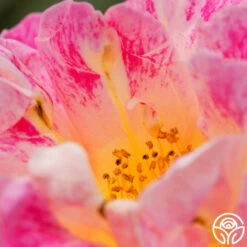 Champagne Cocktail 20 Champagne Cocktail -HEIRLOOM ROSES Sales champagne cocktail 4