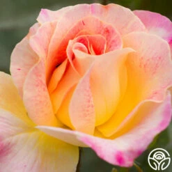 Champagne Cocktail 16 Champagne Cocktail -HEIRLOOM ROSES Sales champagne cocktail 5