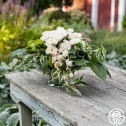 Champagne Wishes -HEIRLOOM ROSES Sales champagne wishes 2 1