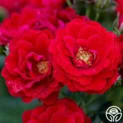 Front Page -HEIRLOOM ROSES Sales cherry frost 1 1