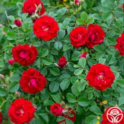 Cherry Frost™ -HEIRLOOM ROSES Sales cherry frost 2 1