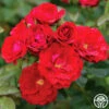 Cherry Frost™ -HEIRLOOM ROSES Sales cherry frost 3 1
