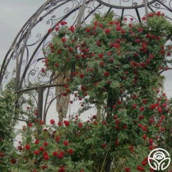 Cherry Garland™ -HEIRLOOM ROSES Sales cherry garland logo 02