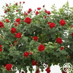 Cherry Garland™ -HEIRLOOM ROSES Sales cherry garland logo 03