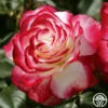 Cherry Parfait™ -HEIRLOOM ROSES Sales cherry parfait 1 7