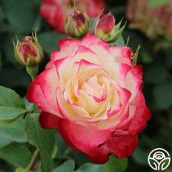 Cherry Parfait™ -HEIRLOOM ROSES Sales cherry parfait 2 8