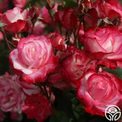 Cherry Parfait™ -HEIRLOOM ROSES Sales cherry parfait 3 8