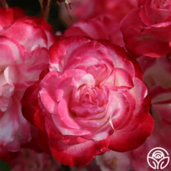Cherry Parfait™ -HEIRLOOM ROSES Sales cherry parfait 4 1 1