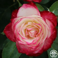 Cherry Parfait™ -HEIRLOOM ROSES Sales cherry parfait 5 8