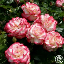 Front Page -HEIRLOOM ROSES Sales cherry parfait 7 8